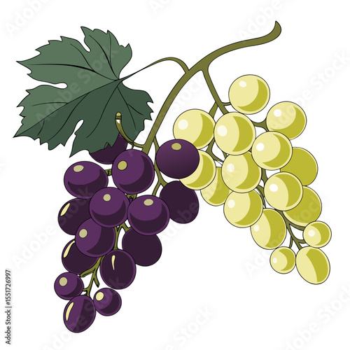 Grapes 3D vector
 white background