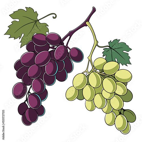 Grapes 3D vector
 white background