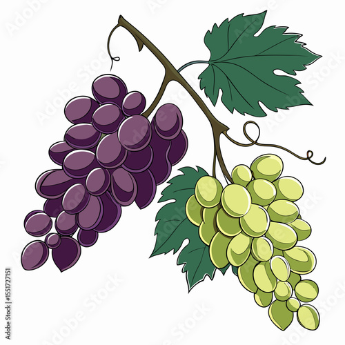 Grapes 3D vector
 white background