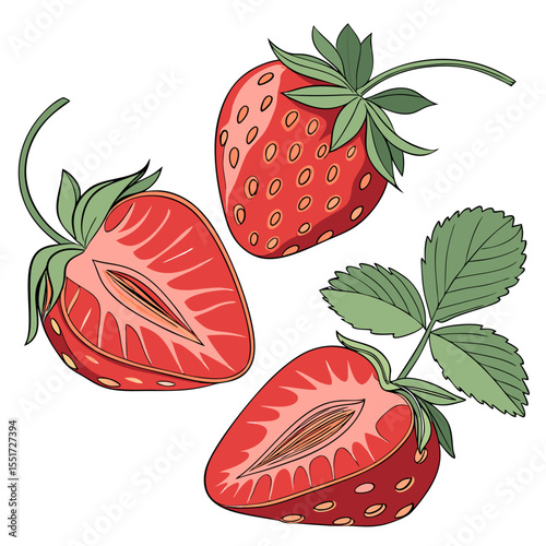 stoberi  vector  white background