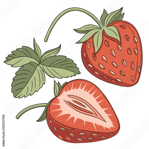 stoberi  vector  white background