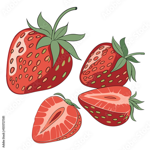 stoberi  vector  white background