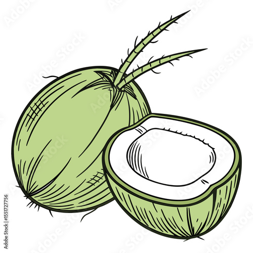 green coconut 3D vector  white background