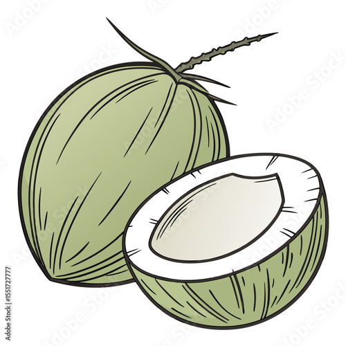 green coconut 3D vector  white background