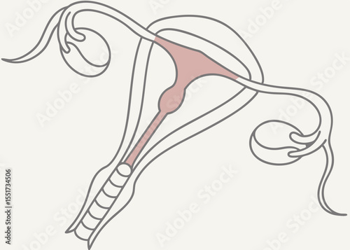 Female reproductive system illustration, educational resource, for medical publications