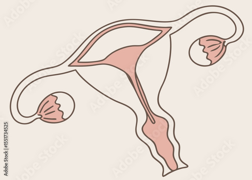 Female reproductive system illustration, in pastel colors, for medical education