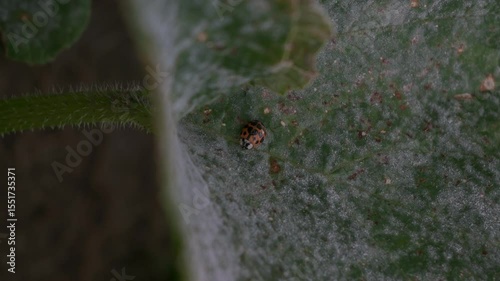 Mariquita sobre una hoja de planta da zapallito 