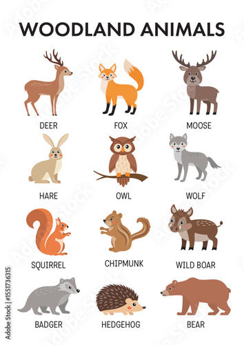 Poster with forest animals, woodland animals for kids English. Educational poster, learning activity for preschool, kindergarten, homeschooling. Educational game.