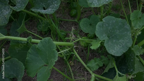 Planta de zapallito agreste apestada