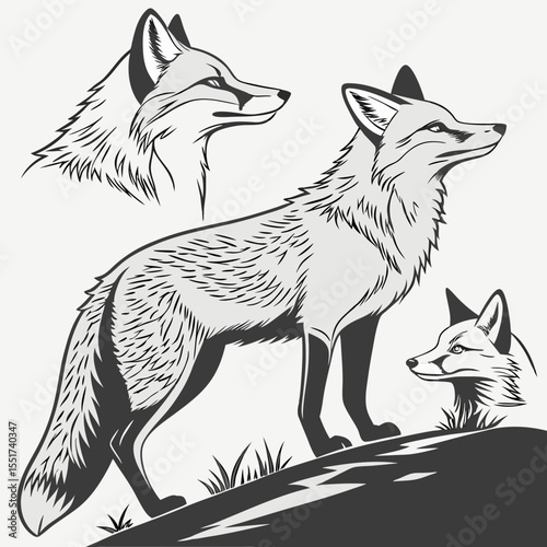 fox vector illustration
