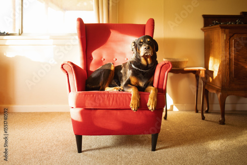 Relaxed rottweiler dog sitting on red arm chair in sitting room