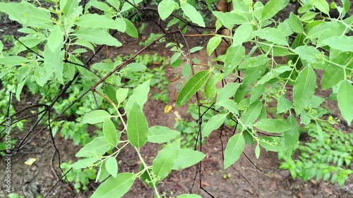 A View of Sandalwood Tree (Santalum Album) with Dark Brown Branches and Leaves During Rainy Season