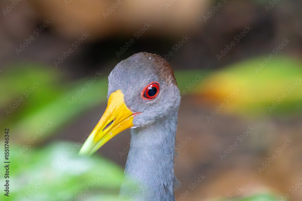 Naklejka premium A Russet-naped Wood-Rail in Costa Rica