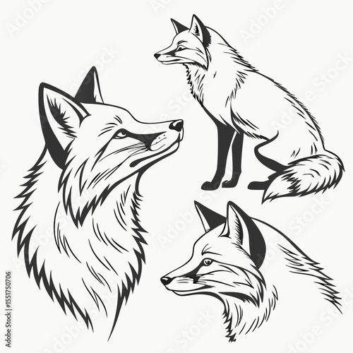 vector illustration of fox