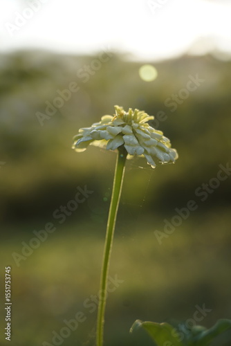 Single White Wildflower in Soft Sunset Light