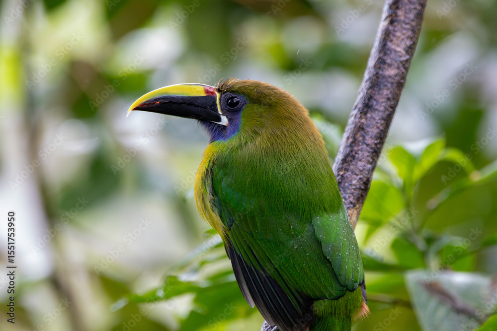 Fototapeta premium A Northern Emerald-Toucanet in Costa Rica