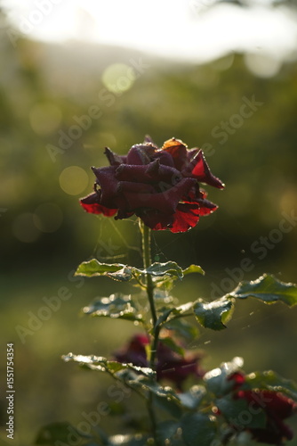 Red Rose in Golden Sunlight with Soft Bokeh
