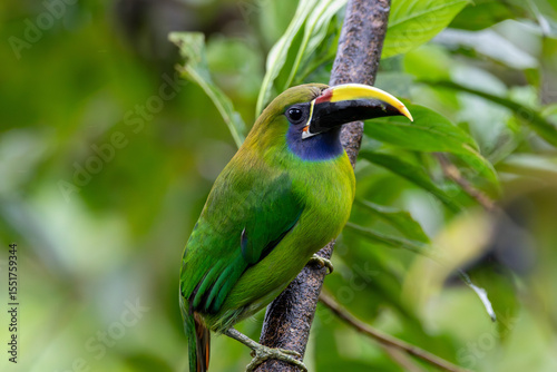 A Northern Emerald-Toucanet in Costa Rica
