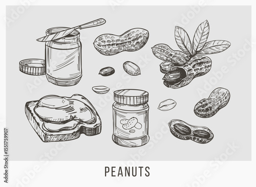 Peanuts, peanut butter, nuts, hand drawn sketch, realistic vector illustration