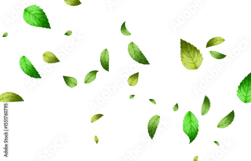 Green Floating Leaves Flying foliage ornament. Vegan, eco, organic design element. Cosmetic pattern border. Fresh tea background. Beauty product