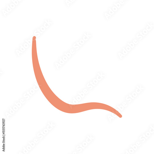 Ascaris Worm Parasite Vector Illustration