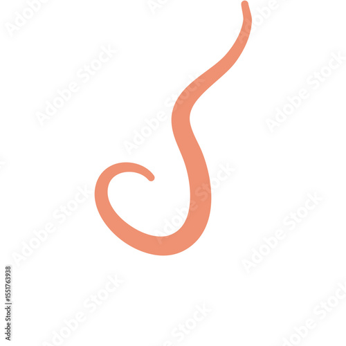 Ascaris Worm Parasite Vector Illustration