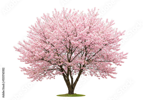 Isolated Full Cherry Blossom Tree with Pink Flowers Transparent