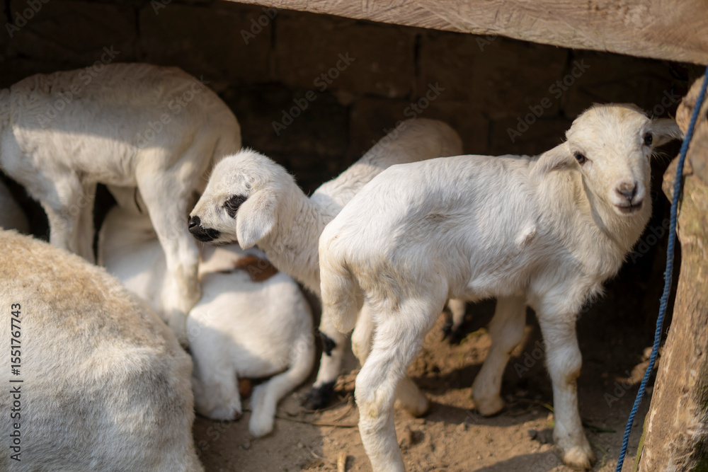 Cute Baby Goat from a Local Indonesian Farm Cute Baby Goat from a Local Indonesian Farm