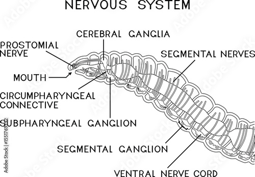Coloring page with scheme of nervous system of earthworm for biology lesson