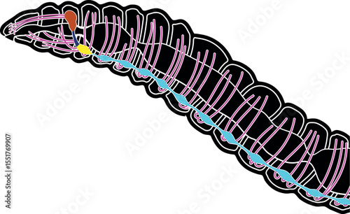 Scheme of nervous system of earthworm for biology lesson