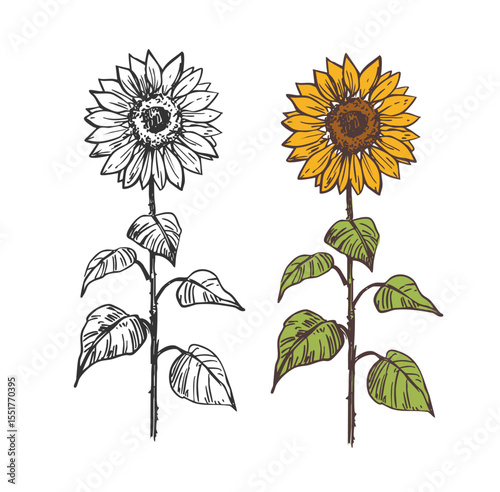 Sketch of sunflower. Hand drawn outline converted to vector.