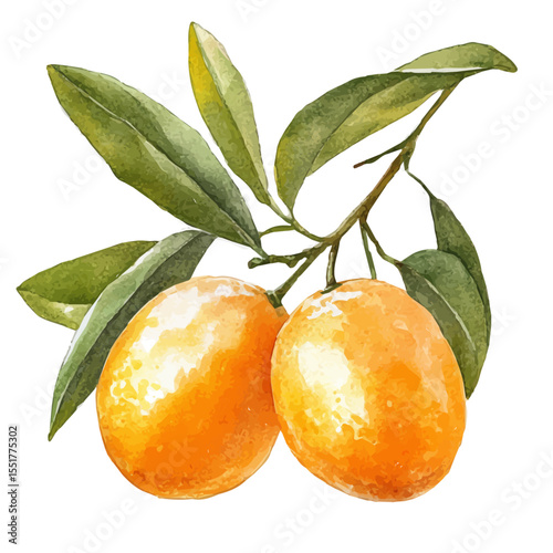 watercolor vector of Ripe Kumquat Fruit, isolated on a white background.