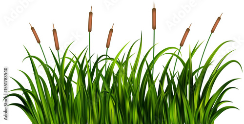 Fototapeta Grass reed on swamp and lake