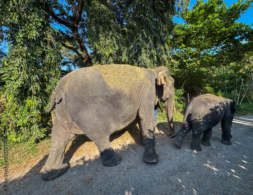 Photography Elephant duo enjoying life in a Thai sanctuary conservation center, majestic animals highlights the importance of herbivores protection and natural preservation