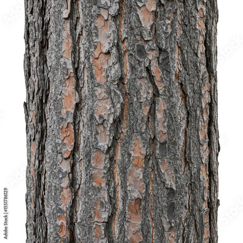 Isolated Tree Bark Texture Close Up Detailed Rough Pattern Background