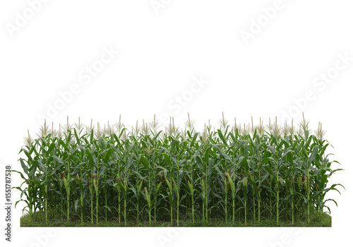 Isolated Transparent Background of Corn Field Green Plant Agriculture