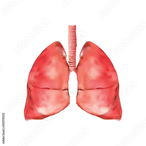 Human Lungs illustration on white background vol 01
