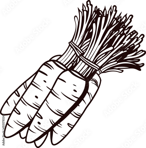 Hand drawn bunch of fresh carrots with leaves tied together isolated on white background illustration