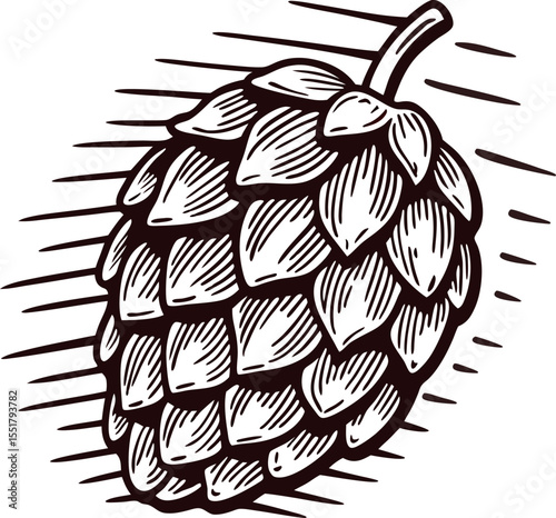 Hand drawn hop cone illustration in vintage engraved with detailed textured lines and shading