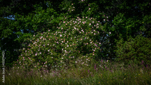 Wallpaper Mural Bloming wild rose bush. Pink flowers in to the sunner forest Torontodigital.ca