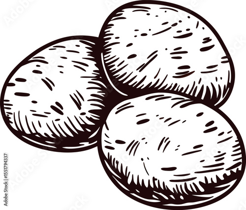 Hand drawn illustration of three rustic potatoes isolated on white background, vintage engraving