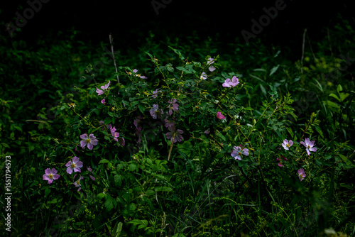 Wallpaper Mural Bloming wild rose bush. Pink flowers in to the sunner forest Torontodigital.ca