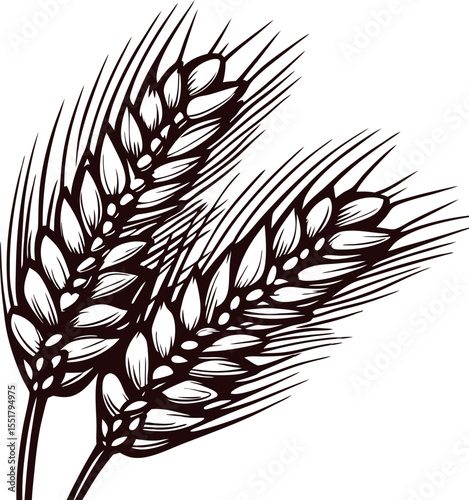 Detailed hand drawn illustration of two ripe wheat ears with visible grains and husks on white background