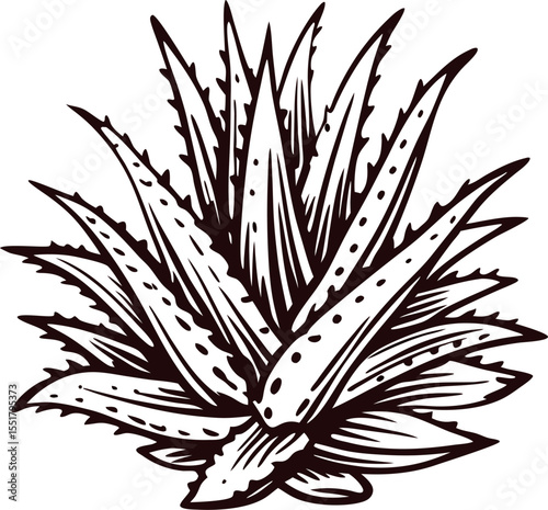 Hand drawn aloe vera succulent plant isolated on white background vintage engraved botanical illustration