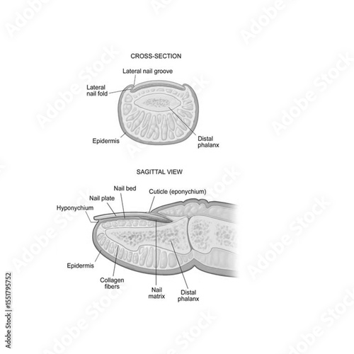 Fingernail Anatomy Diagram – Labeled Cross-Section and Sagittal Views Showing Nail Plate, Matrix, Cuticle, Nail Bed, Collagen Fibers, and Distal Phalanx
