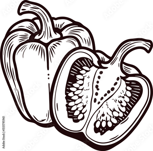 Hand drawn bell pepper whole and sliced illustration in vintage engraved
