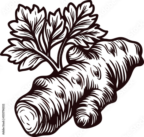 Hand drawn ginger root with leaves isolated on white background vintage botanical engraving illustration