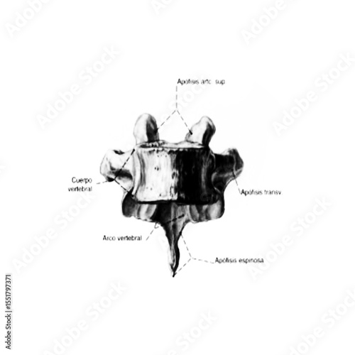 Vertebra Anatomy Diagram (Spanish Labels) – Labeled Medical Illustration Highlighting Vertebral Body, Spinous Process, Transverse Process, and Superior Articular Process
