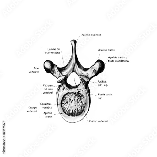 Typical Vertebra Anatomy (Spanish Labels) – Labeled Medical Diagram Highlighting Vertebral Body, Spinous Process, Transverse Process, and Costal Facet Structures
