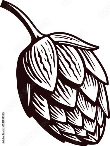 Hand drawn hop cone illustration in vintage engraving isolated on white background